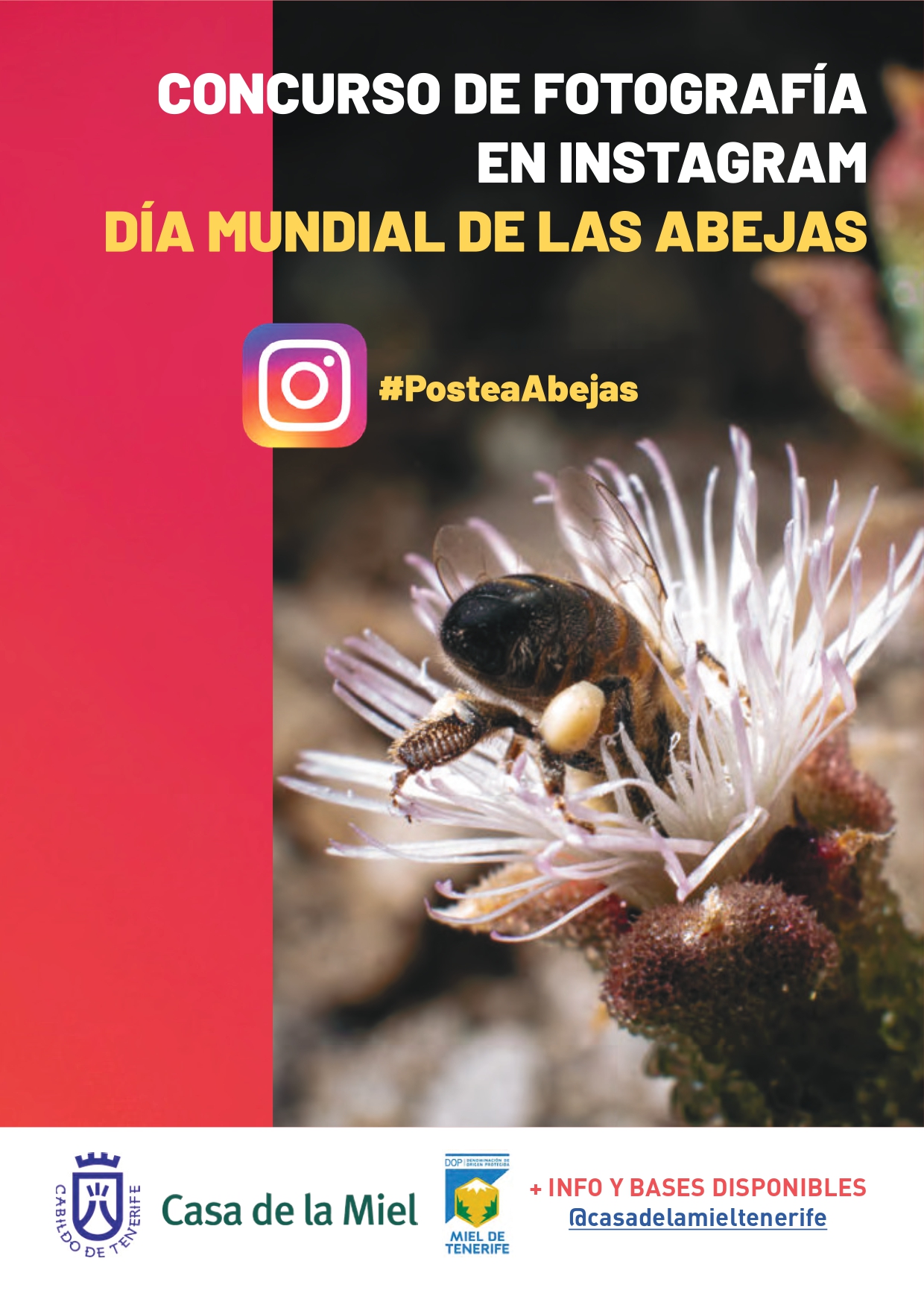 Concurso de Fotografía en Instagram por el Día Mundial de las Abejas. 